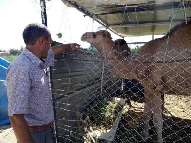 Kayseri de 5 Bin Liraya Kurbanlık Deve 1
