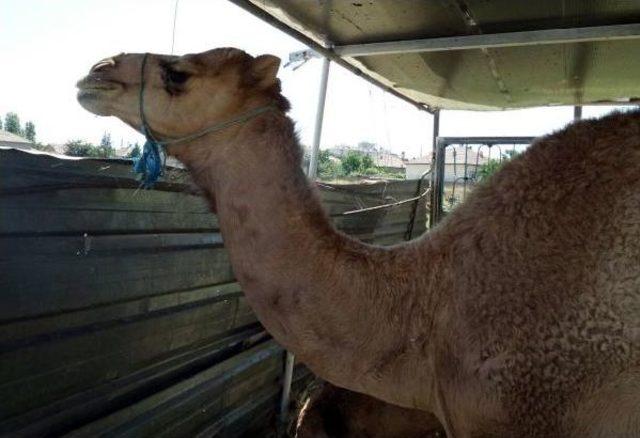Kayseri de 5 Bin Liraya Kurbanlık Deve 2