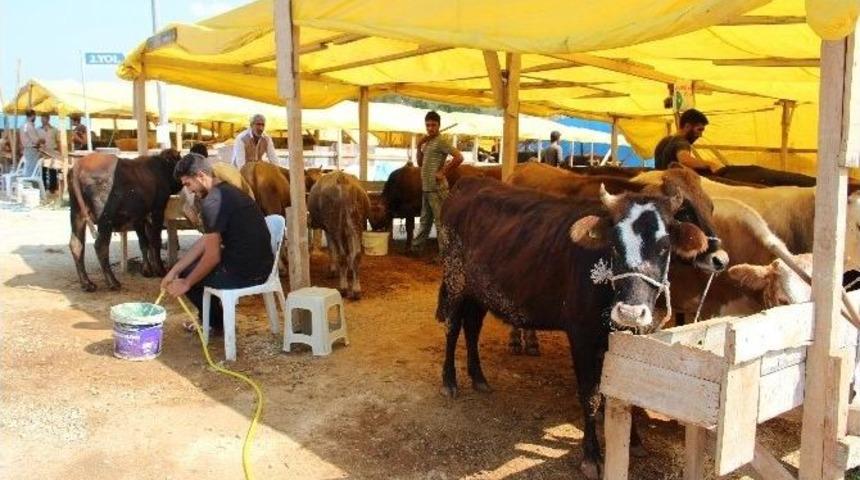 Yalova&rsquo;da Kurbanlıkların Y&uuml;zde 90&rsquo;ı Satıldı