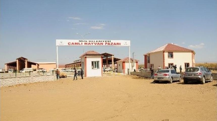 Muş&rsquo;ta Hayvan Pazarı Hizmet Vermeye Başladı
