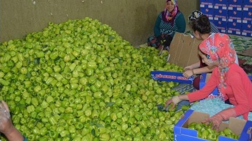 Yenişehir&rsquo;de Biber Bereketi