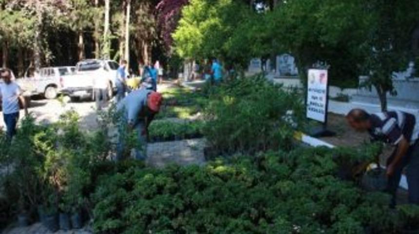 Mezarlıklarda &Uuml;cretsiz &Ccedil;i&ccedil;ek Fidesi Dağıtılacak