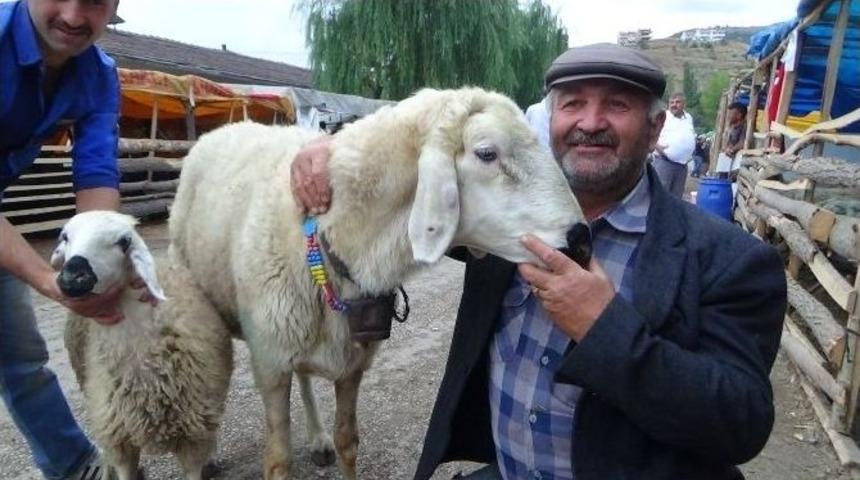 Tokat&rsquo;ta 120 Kiloluk Ko&ccedil; Kesilmekten Kurtuldu
