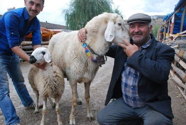 Tokat’ta 120 Kiloluk Koç Kesilmekten Kurtuldu