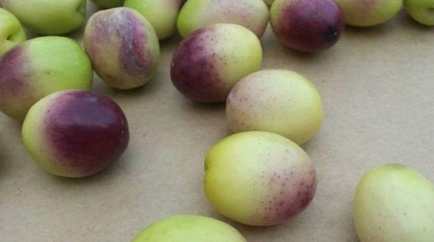 Zeytin Fiyatları İkiye Katladı