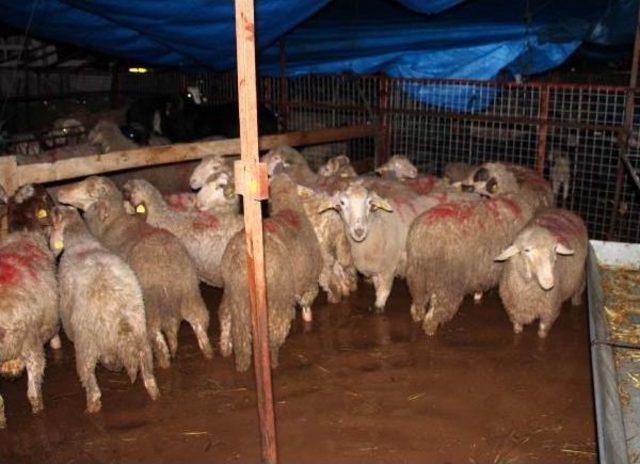 Antalya da Hayvan Pazarı Su Altında 2