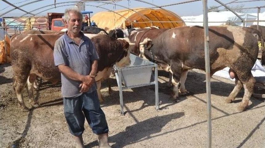 Kurbanlık Satışları Ne Alıcıyı Ne De Satıcıyı Memnun Etmedi