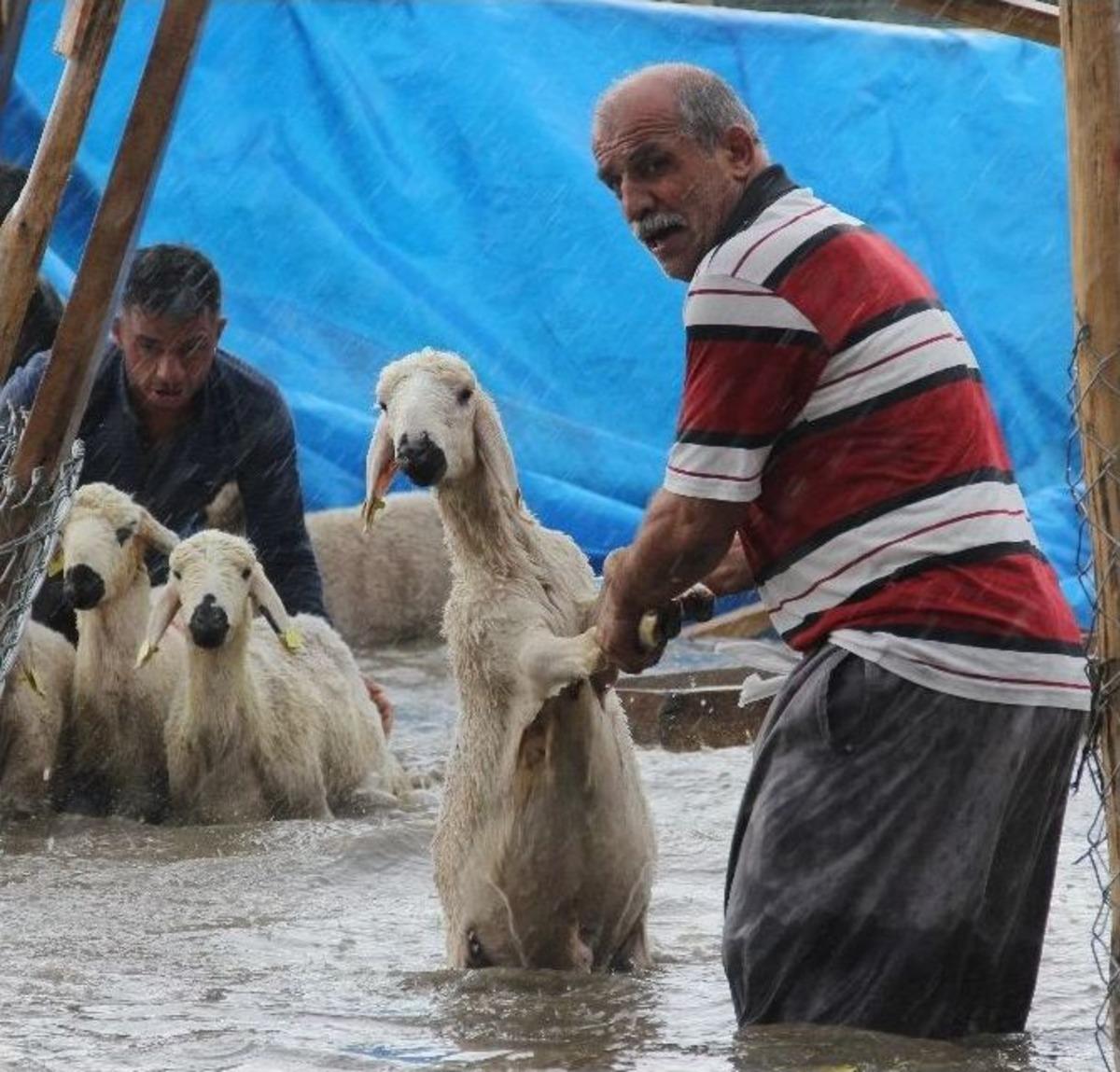 (&ouml;zel Haber) Kurbanlıklar Su Baskınında Telef Olmaktan Kurtarıldı