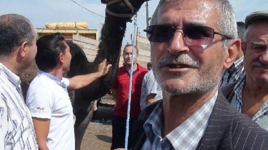 &Ccedil;orum'da Kurbanlık Develere Alıcı &Ccedil;ıkmıyor
