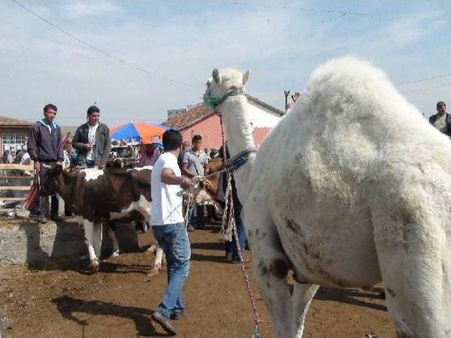 Çorum'da Kurbanlık Develere Alıcı Çıkmıyor