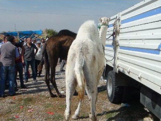 Çorum'da Kurbanlık Develere Alıcı Çıkmıyor