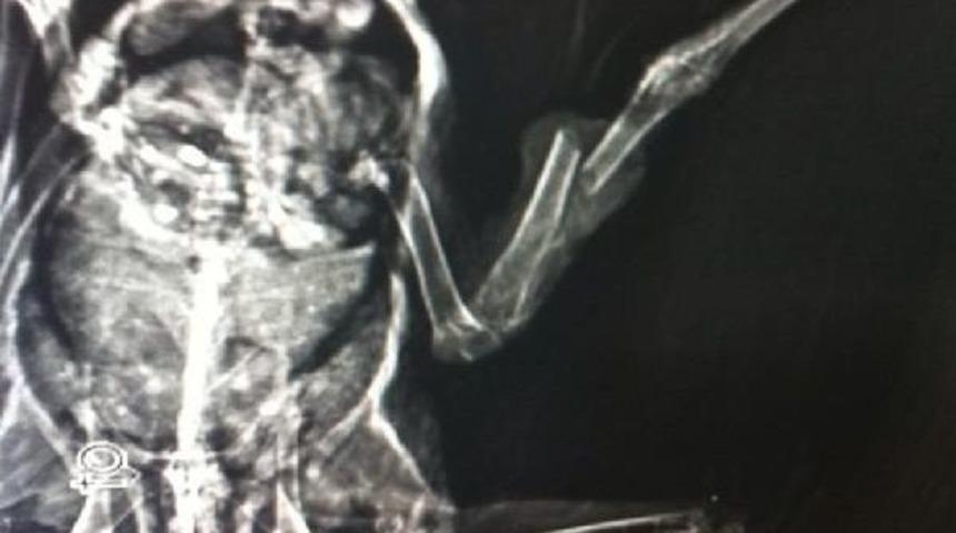 G&uuml;vercinin Kırık Bacağına Platin Takıldı