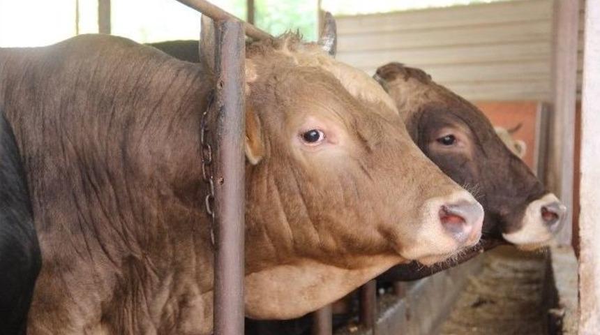 Uzmanından Kurban Yatırma Tekniği