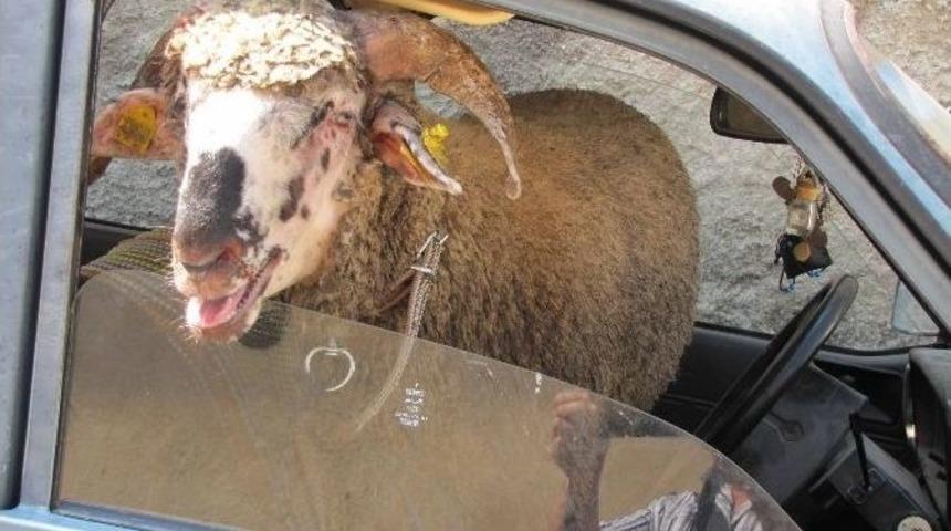 Kurbanlık Ko&ccedil; Otomobilin &Ouml;n Koltuğunda