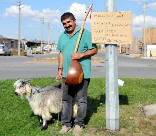 Bağlama Atölyesinde Çebiş Besliyor