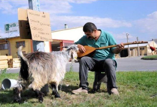 Bağlama Atölyesinde Çebiş Besliyor