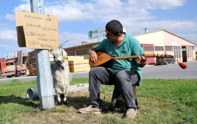 Bağlama Atölyesinde Çebiş Besliyor