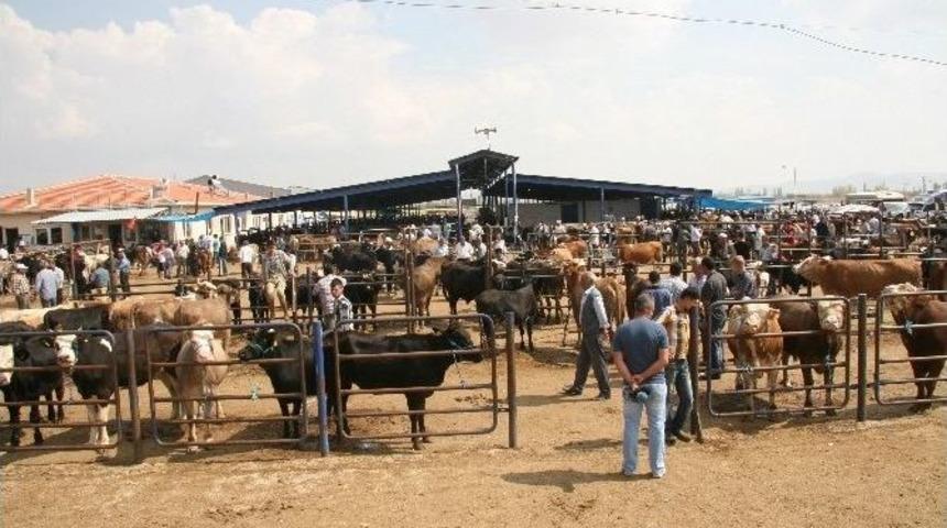 Afyonkarahisar&rsquo;da Ki Hayvan Pazarlarında Kurbanlık Satış Manzaraları