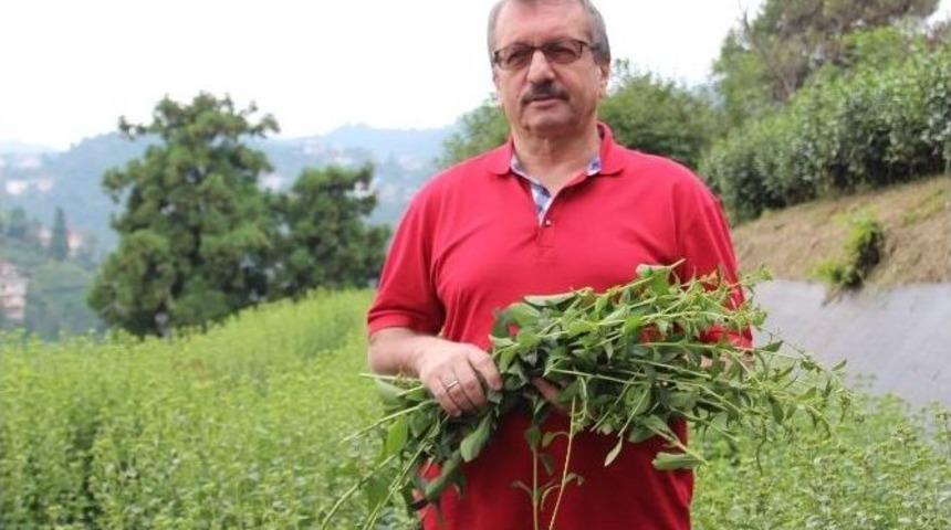 Stevia&rsquo;da İkinci Hasat