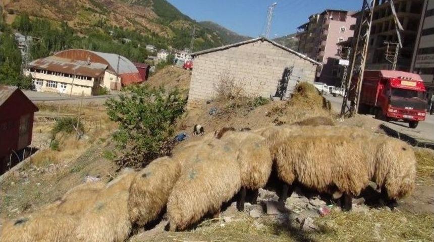 Şemdinli&rsquo;de Bayram Telaşı