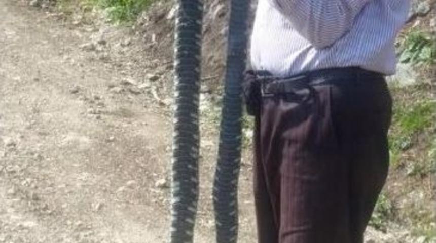 Ordu&rsquo;da B&uuml;y&uuml;k Yılan Arttı