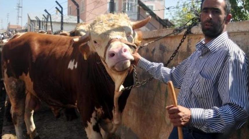 905 Kiloluk 'paşa', 14 Bin Liraya Alıcı Bekliyor