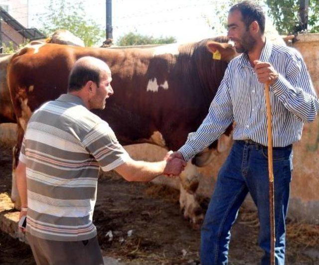 905 Kiloluk  paşa , 14 Bin Liraya Alıcı Bekliyor 1