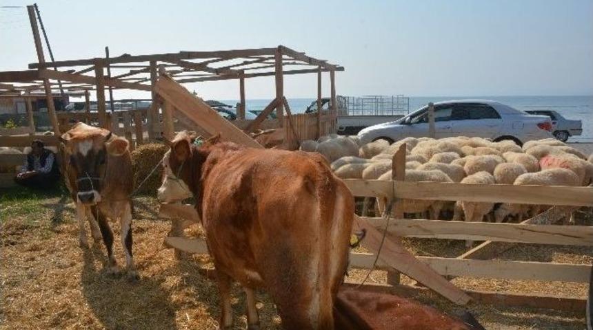 Kurban Keseceklere &ldquo;k&uuml;&ccedil;&uuml;kbaş Hayvan&rdquo; Tavsiyesi
