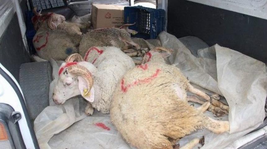 G&ouml;n&uuml;lden G&ouml;n&uuml;le Derneğinden Şehit Ailelerine Kurbanlık Bağışı