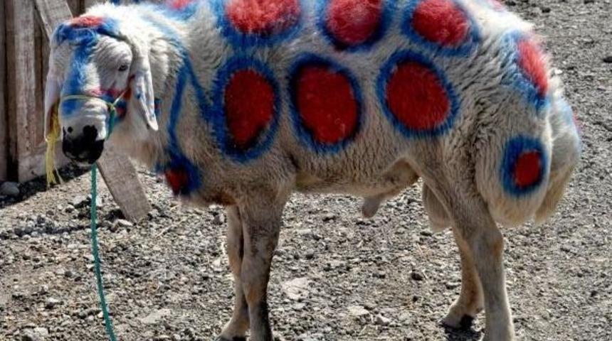 S&uuml;sl&uuml; Ko&ccedil;, Pazarın Maskotu