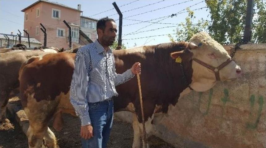Sivas&rsquo;ta Kurban Pazarının G&ouml;zdesi 905 Kiloluk &lsquo;paşa&rsquo; Oldu