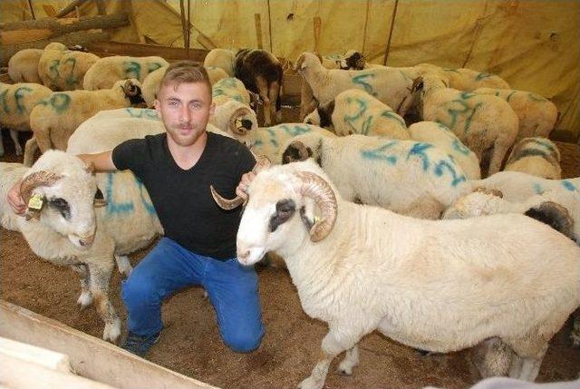 Tokat&rsquo;ta K&uuml;&ccedil;&uuml;kbaş Kurbanlığa Rağbet 1