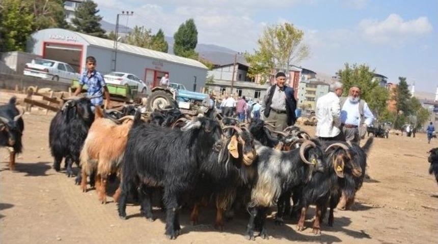 Tatvan&rsquo;da Kurbanlık &Ccedil;ok Alıcı Yok