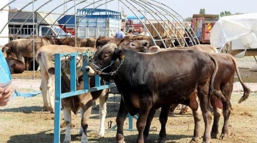 Kurban Pazarında Pazarlıklar Kızıştı