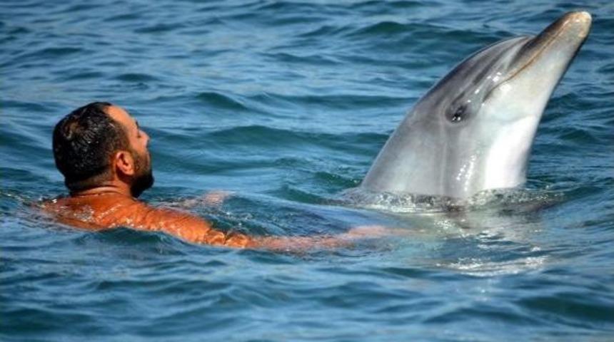 Dolphins Surprise, Play With Tourists In Marmaris