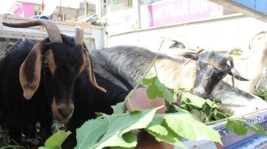 Sason&rsquo;da Kurbanlıklara Yoğun İlgi