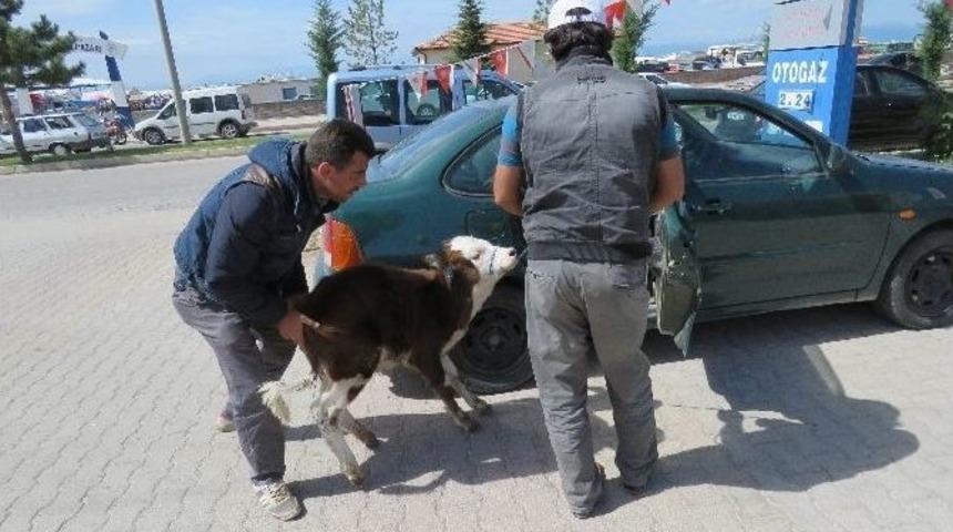Buzağının Otomobille İmtihanı
