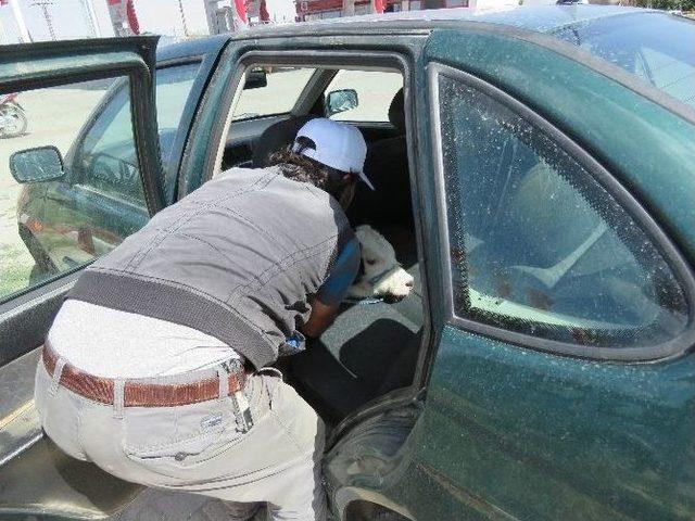 Buzağının Otomobille İmtihanı 1