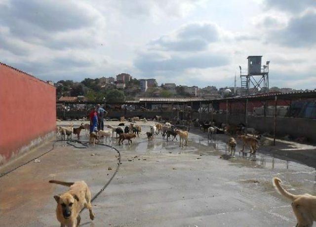 Binlerce Kilometre Gidip Hayvan Barınaklarını Ziyaret Etti