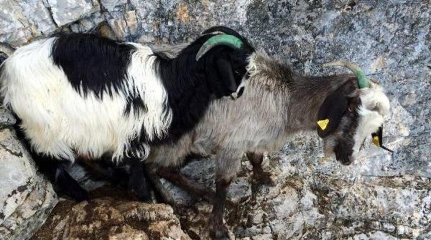 A&ccedil;lıktan &Ouml;lmek &Uuml;zere Olan Ke&ccedil;i Ve Yavrusunu Akut Kurtardı