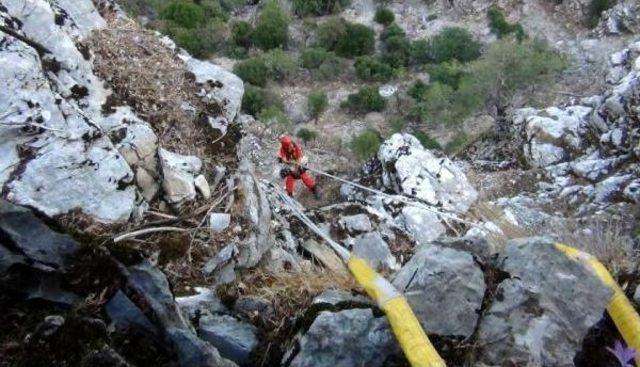 Açlıktan Ölmek Üzere Olan Keçi Ve Yavrusunu Akut Kurtardı