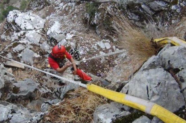 Açlıktan Ölmek Üzere Olan Keçi Ve Yavrusunu Akut Kurtardı