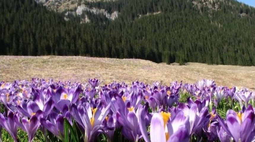 Karadeniz Yaylalarında &lsquo;vargit&rsquo;ler A&ccedil;tı