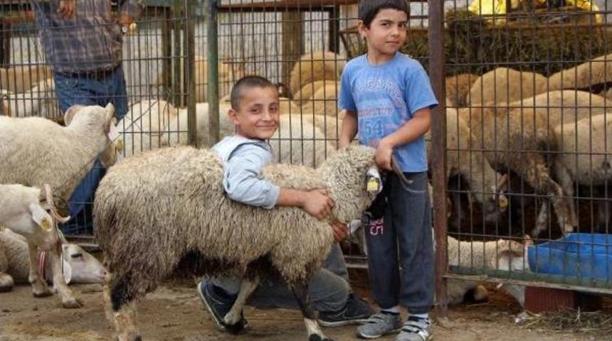 Kurban Pazarında Arife G&uuml;n&uuml; Yoğunluğu