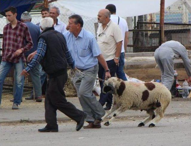 Kurban Pazarında Arife Günü Yoğunluğu