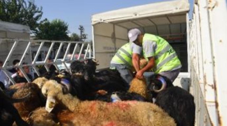 Mersin B&uuml;y&uuml;kşehir Belediyesi 77 Şehit Ailesine Kurbanlık Dağıttı