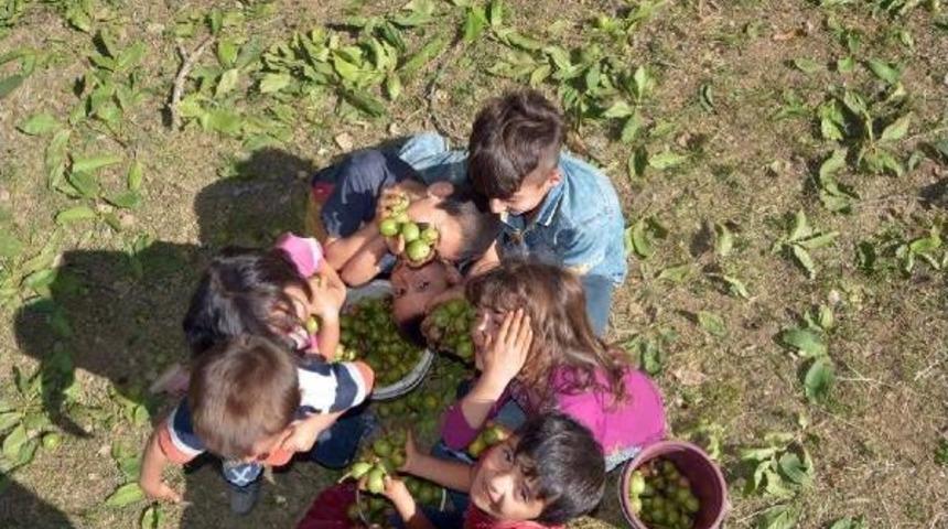 &Ccedil;atak'ta Ceviz Bereketi