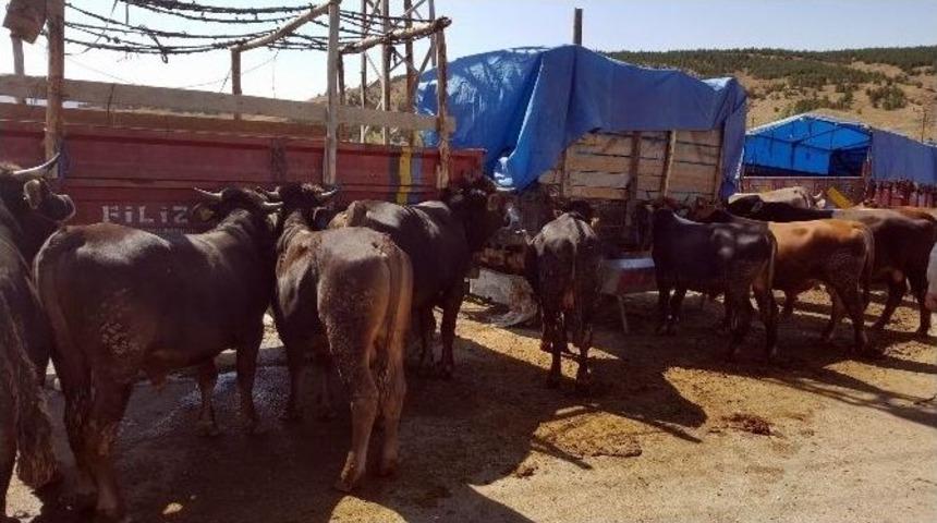 Sivas&rsquo;ta Kurban Pazarı&rsquo;nda Arefe Yoğunluğu