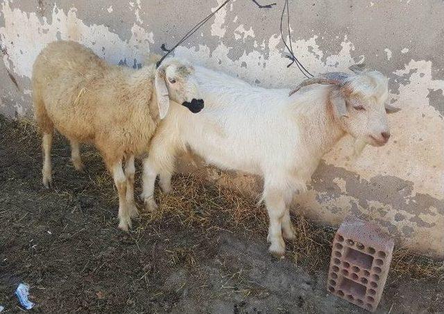 Sivas’ta Kurban Pazarı’nda Arefe Yoğunluğu