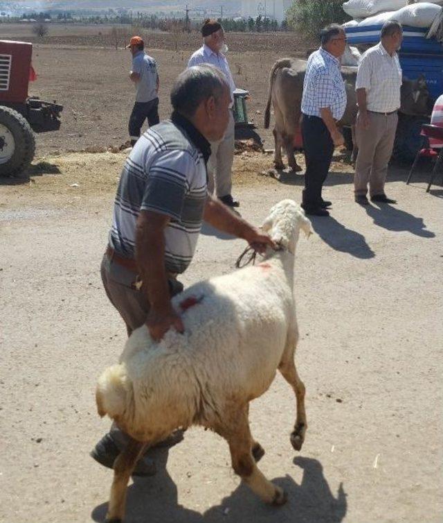 Sivas’ta Kurban Pazarı’nda Arefe Yoğunluğu